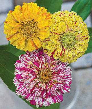 Zinnia Candy Cane Mix