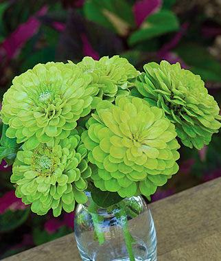 Zinnia, Envy - Plants Seeds