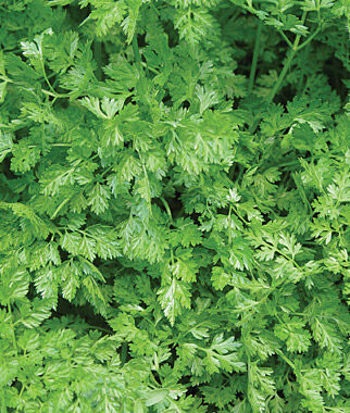 Chervil Curled