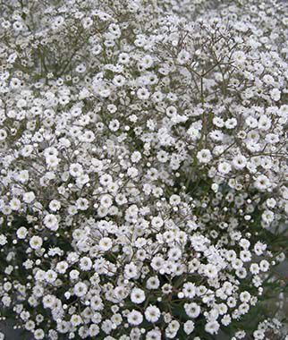 Babys Breath Early Snowball