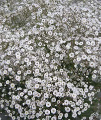 Baby's Breath, Early Snowball - Plants Seeds