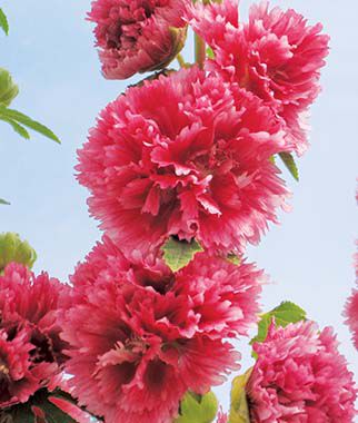 Hollyhock Chaters Pink