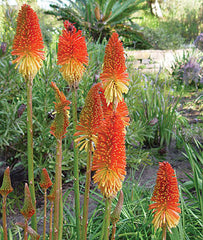 Tritoma, Red Hot Poker Mix - Plants Seeds