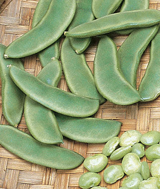 Bean, Lima  Burpee's Bush - Plants Seeds