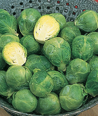 Brussels Sprouts, Long Island Improved - Seedsplant