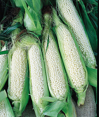 Corn, Country Gentleman - Plants Seeds