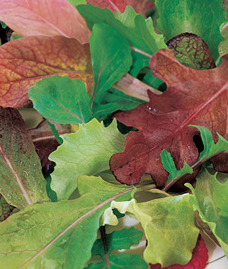 Mesclun, Salad Mix - Plants Seeds