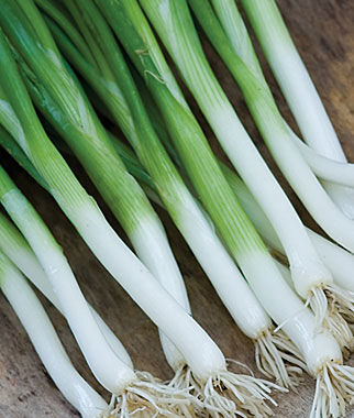 Bunching Onion Parade