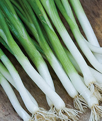 Bunching Onion, Parade - Plants Seeds