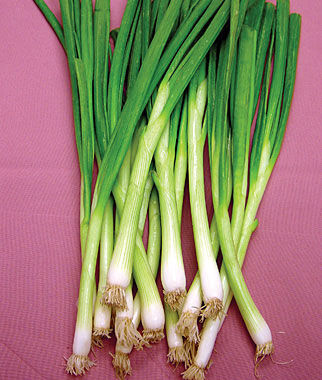 Bunching Onion, White Lisbon - Plants Seeds