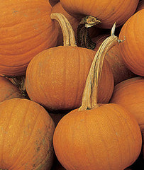 Pumpkin, Early Sweet Sugar Pie - Plants Seeds