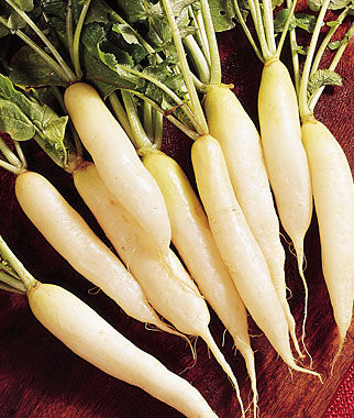 Radish, White Icicle - Plants Seeds