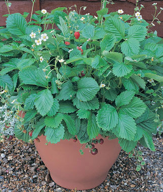 Strawberry, Mignonette - Plants Seeds