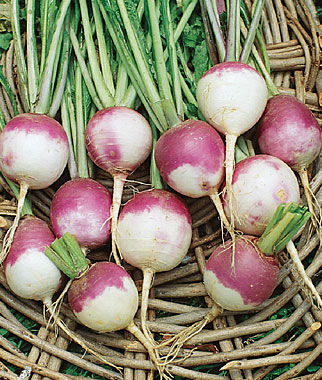 Turnip Purple Top White Globe