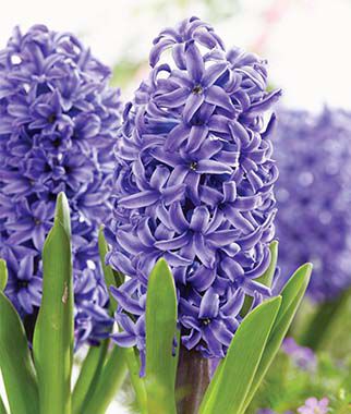 Hyacinth Blue Pearl