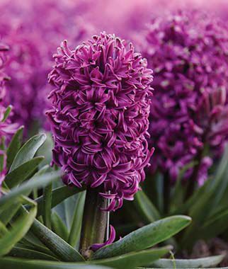 Hyacinth Purple Sensation