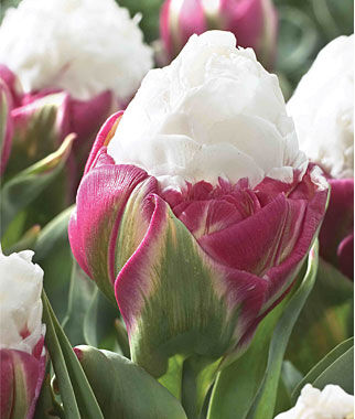 Tulip, Ice Cream - Plants Seeds