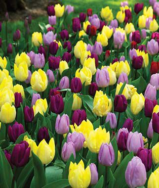 Tulip, Early Prince  Mix - Plants Seeds