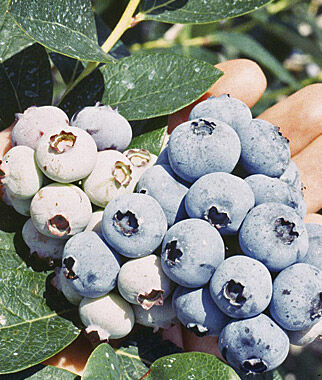 Blueberry, Spartan - Seedsplant