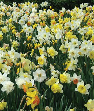 Daffodils Mixed 1/2 Bushel