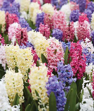 Hyacinth Mix