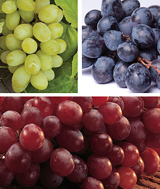 Seedless Grape Collection - Plants Seeds