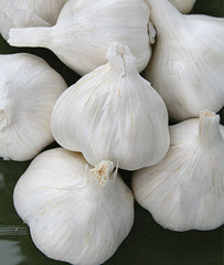 Garlic, Italian Late - Plants Seeds