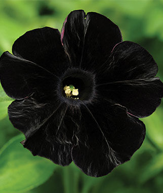 Petunia Black Cat