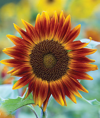 Sunflower, Little Becka Hybrid - Plants Seeds