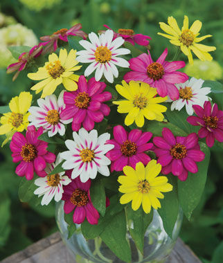 Zinnia Raspberry Lemonade Mix