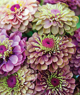 Zinnia, Queen Red Lime - Plants Seeds