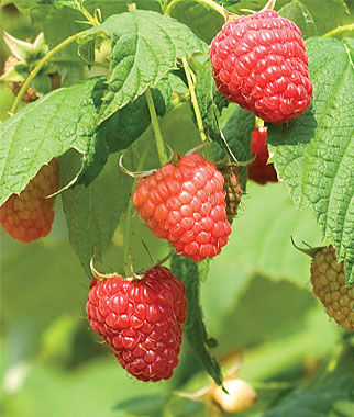 Raspberry, Polana PPAF - Plants Seeds