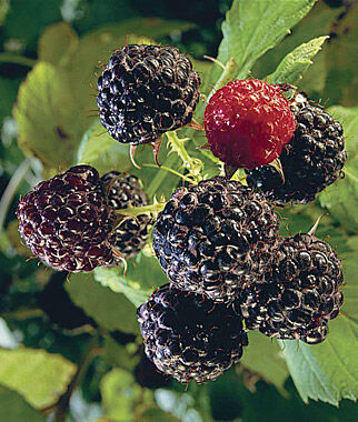 Raspberry, Bristol - Plants Seeds