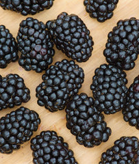 Blackberry, Darrow - Seedsplant