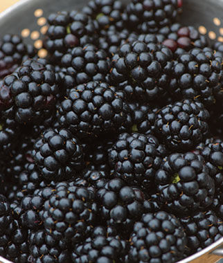 Blackberry, Chester - Seedsplant