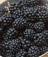 Blackberry, Chester - Seedsplant
