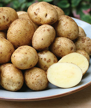 Potato, German Butterball - Plants Seeds