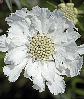 Scabiosa, Fama White - Plants Seeds