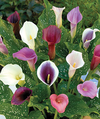 Calla Lily, Hybrid Mix - Plants Seeds