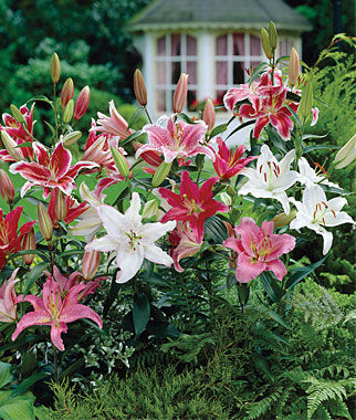 Lilies, Fragrant Oriental Mixed - Plants Seeds