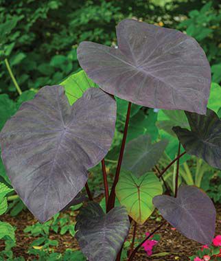 purple elephant ear plants Elephant Ear Black