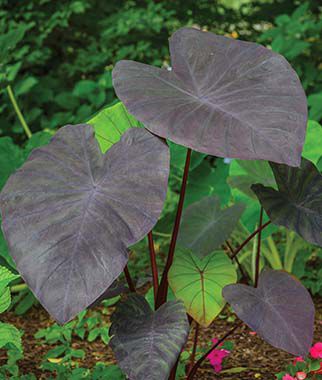 Elephant Ear Black