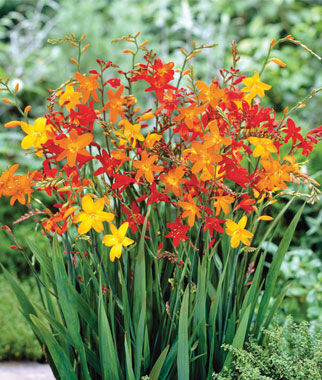 Crocosmia Mixed