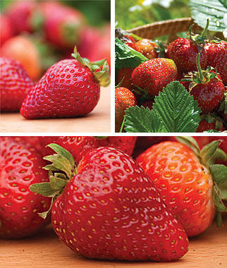 Strawberry, All Season Collection - Plants Seeds