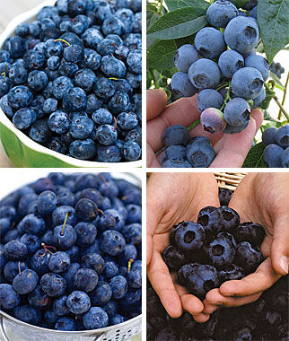 Blueberry Favorite Collection
