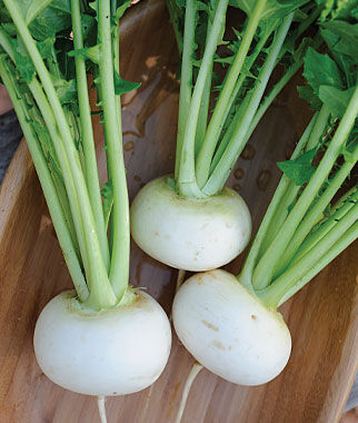 Turnip, Oasis Hybrid - Plants Seeds