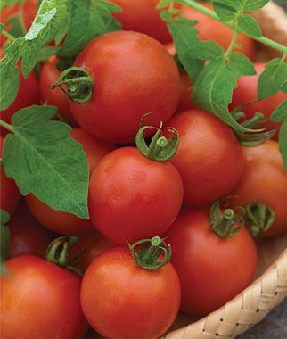 Tomato, Mountain Magic Hybrid - Plants Seeds