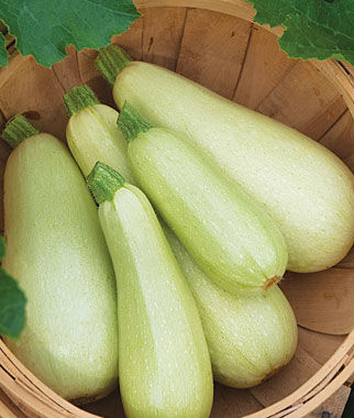 Squash, Summer Zucchini Limelight Hybrid - Plants Seeds