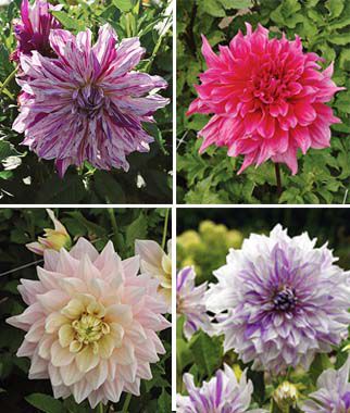 Dahlia, Dinner Plate Collection II - Plants Seeds