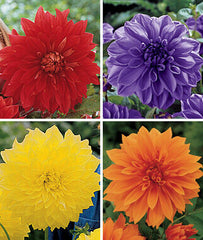 Dahlia, Dinner Plate Collection 1 & 2 - Plants Seeds